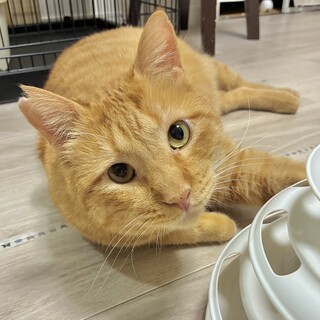 抱っこもなでなでも大好き大型猫