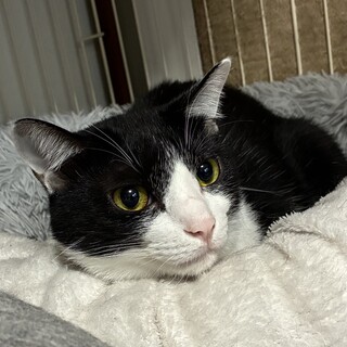 ナーンと鳴く甘えん坊男の子2歳