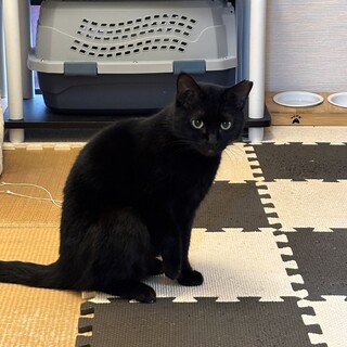 甘えん坊の黒猫女子です
