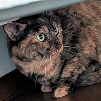 ブロンズ・ド・プリメール