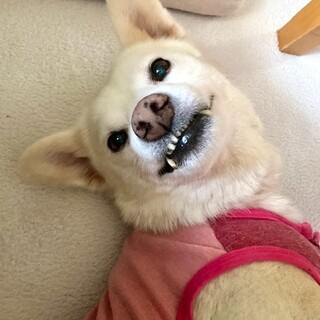 穏やかな甘えん坊、短足キュート女子トロピカーナ