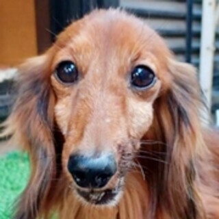 保護犬ナンバーＤ１６７２　ダックス：ラテくん