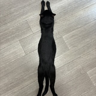 〜夫編〜仲良し夫婦ねこ一緒に募集