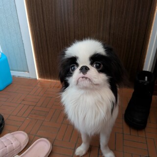 狆　男の子　１歳