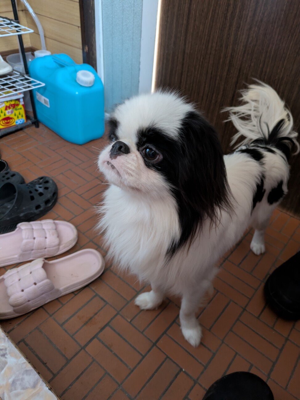 「狆 男の子 1歳」宮城県 - 犬の里親募集(534544) 2枚目の画像 :: ペットのおうち【里親決定25万頭！】