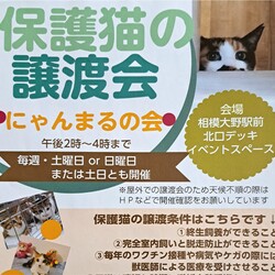 ●相模大野●にゃんまるの会●猫の譲渡会
