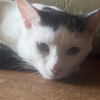 里親を探しています。