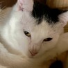 里親を探しています。 サムネイル2