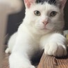里親を探しています。 サムネイル3