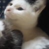 里親を探しています。 サムネイル4
