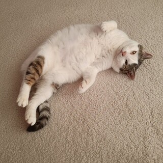 でっかいけど☆おちび君☆もっちり甘々ボディ♡