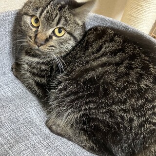 尻尾短め★まん丸キジトラ君★