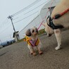 ぴょこぴょこシーズー☆メリーちゃん♀甘えんぼ サムネイル5