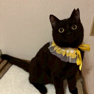 操作誤りで重複投稿。まる顔ぷくぷく黒猫さん