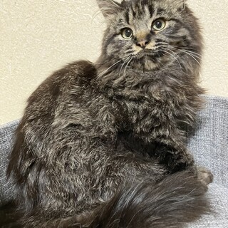 もふもふ可愛いお顔の長毛キジトラ君★