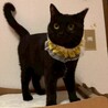 操作誤りで重複投稿。まる顔ぷくぷく黒猫さん サムネイル4