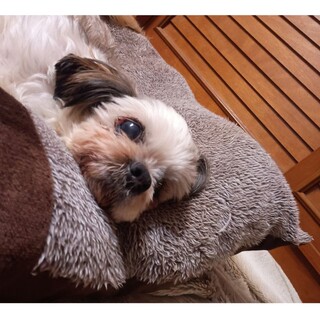 ぴょこぴょこシーズー☆メリーちゃん...