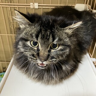 ねじれ尻尾の長毛キジトラ君★