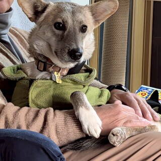 小柄で大きなお耳⭐︎犬猫とも仲良し八朔くん
