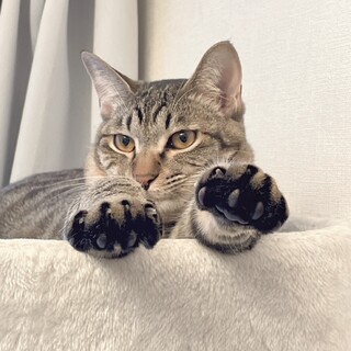 【3/29 東日本橋】甘えん坊♡モクメくん