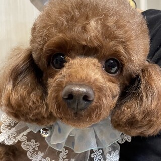 トイプードル・女の子・3歳