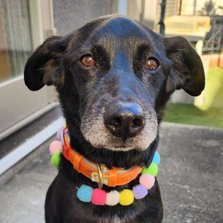 アクティブで可愛い甘えん坊さん　ネロくん