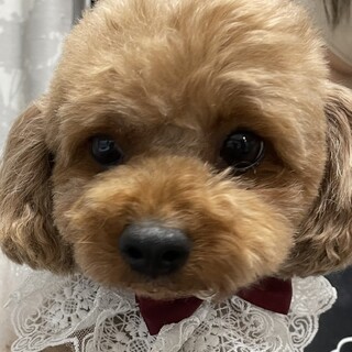 トイプードル・女の子・3歳