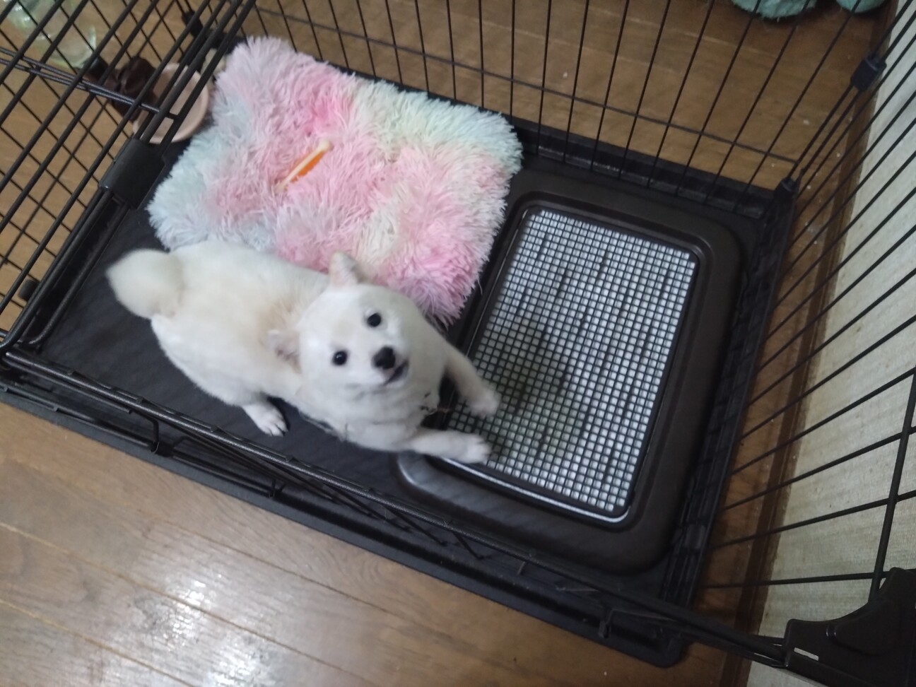 里親様が決まりました！」福岡県 - 犬の里親募集(534559) 1枚目の画像 