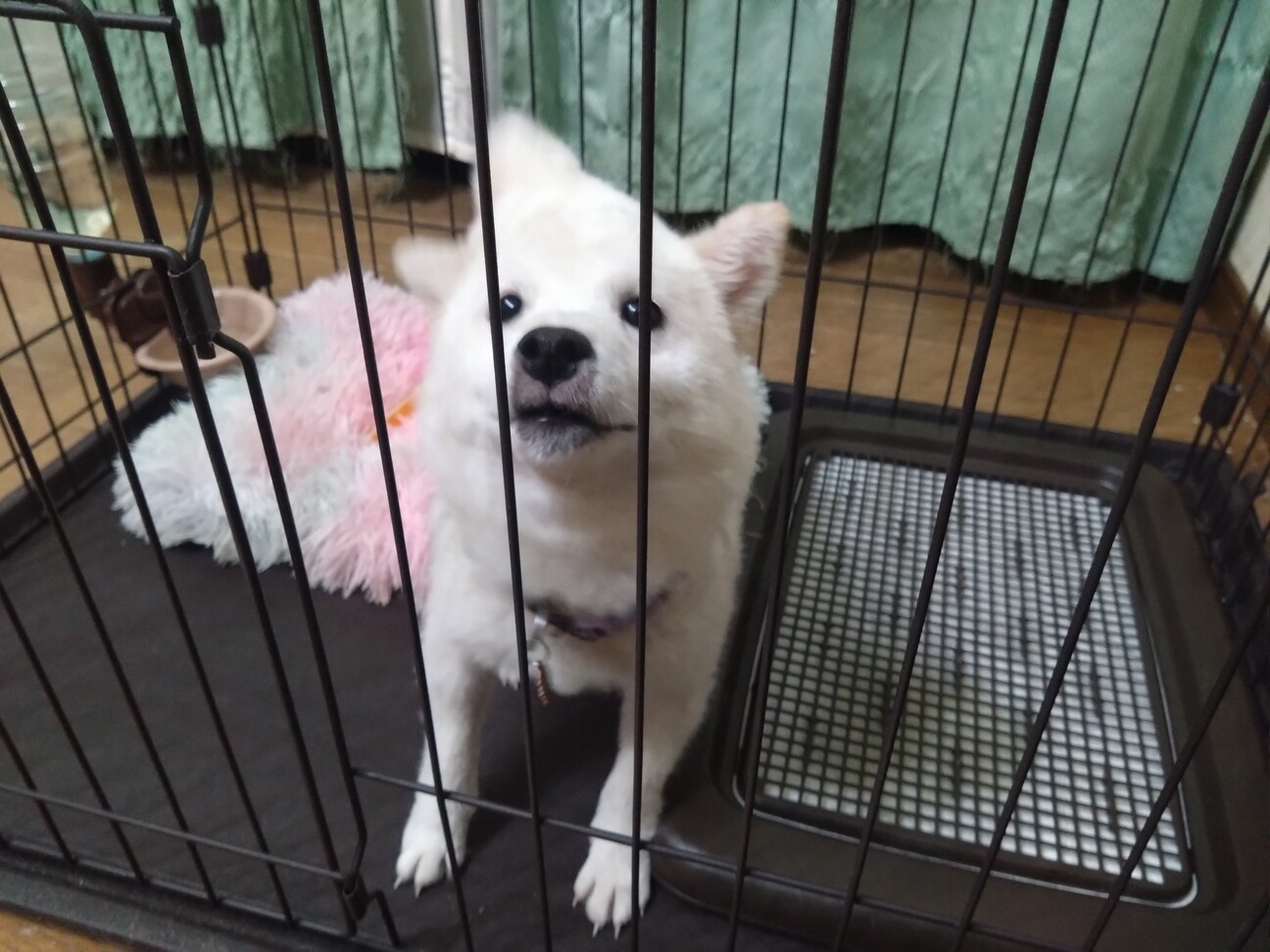 里親様が決まりました！」福岡県 - 犬の里親募集(534559) 3枚目の画像 