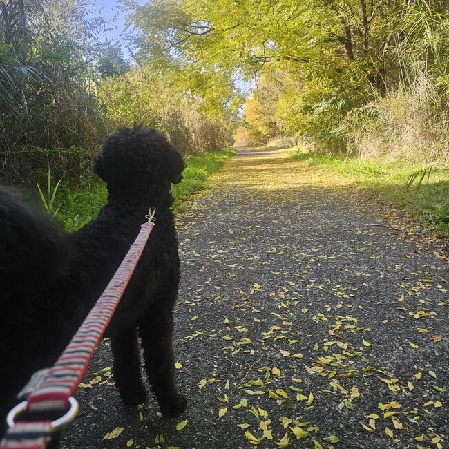 星夢のカバー写真