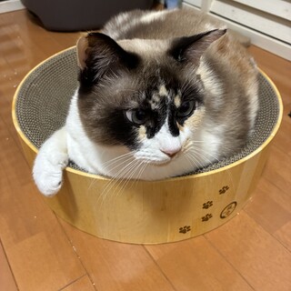 元看板猫さんです