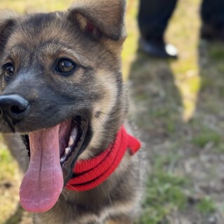 推定4ヶ月未満♂しょう