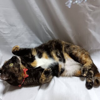 思いきり甘えたい！サビ柄の「もみじ」ちゃん