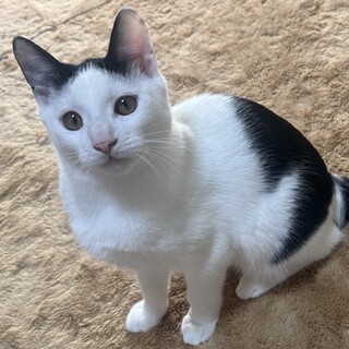 もっちもちな、もっち（白黒）