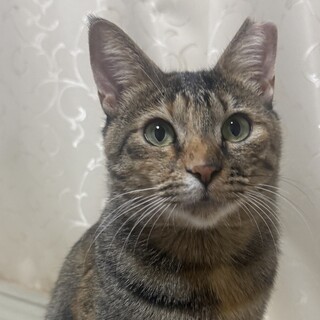 里親募集 │ 親ネコ メイちゃん（キジトラ）