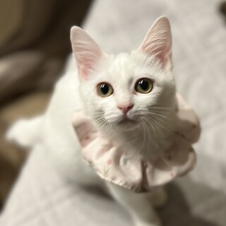 愛くるしいエメちゃん(エイズ陽性)