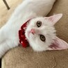 愛くるしいエメちゃん(エイズ陽性) サムネイル3