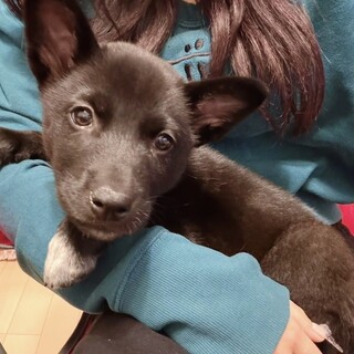 好奇心旺盛　小熊のようなWAG君