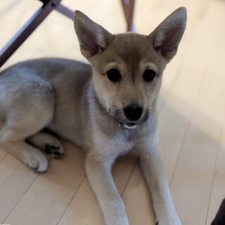 賢く元気いっぱいの月ちゃん