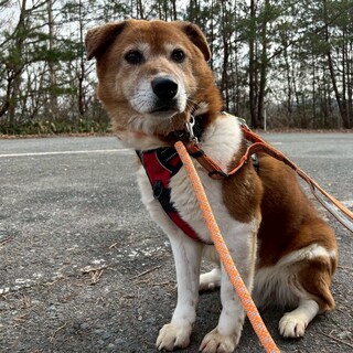 おだやか女子【モーピー】ちゃん