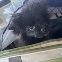 ポメペキのオス、5ヶ月です