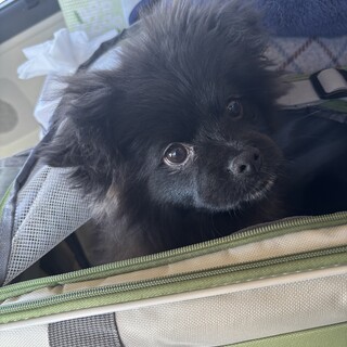 ポメペキのオス、5ヶ月です