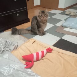 「暗くなってもお外を見たい！」サムネイル3