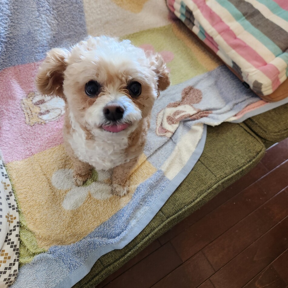 おまめのカバー写真