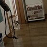 やすみどり
