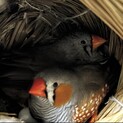 キンカチョウのペアを募集しています
