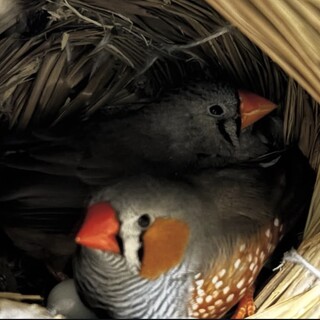 キンカチョウのペアを募集しています