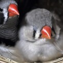 キンカチョウペアの里親様を募集しています
