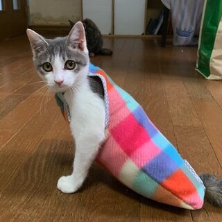 両後肢断脚 下半身不随のおてんばさんピエルナちゃん