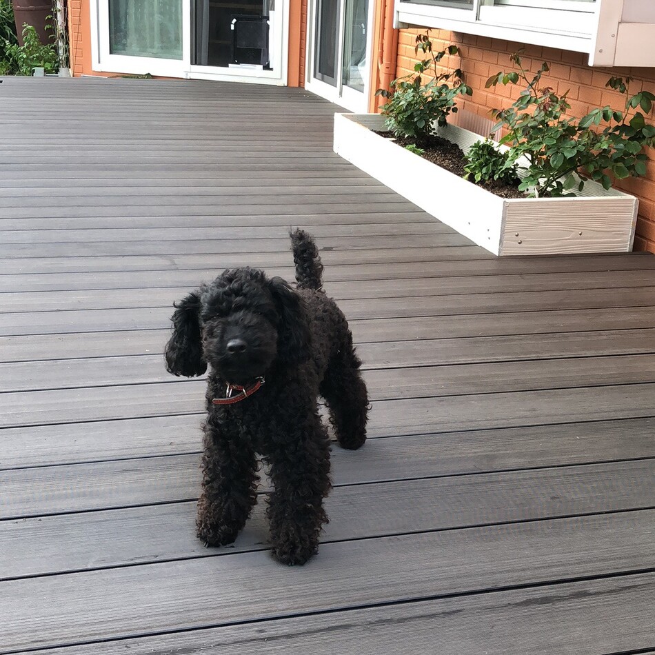 キキのカバー写真